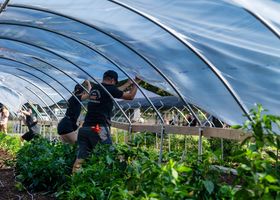Greenhouse Table